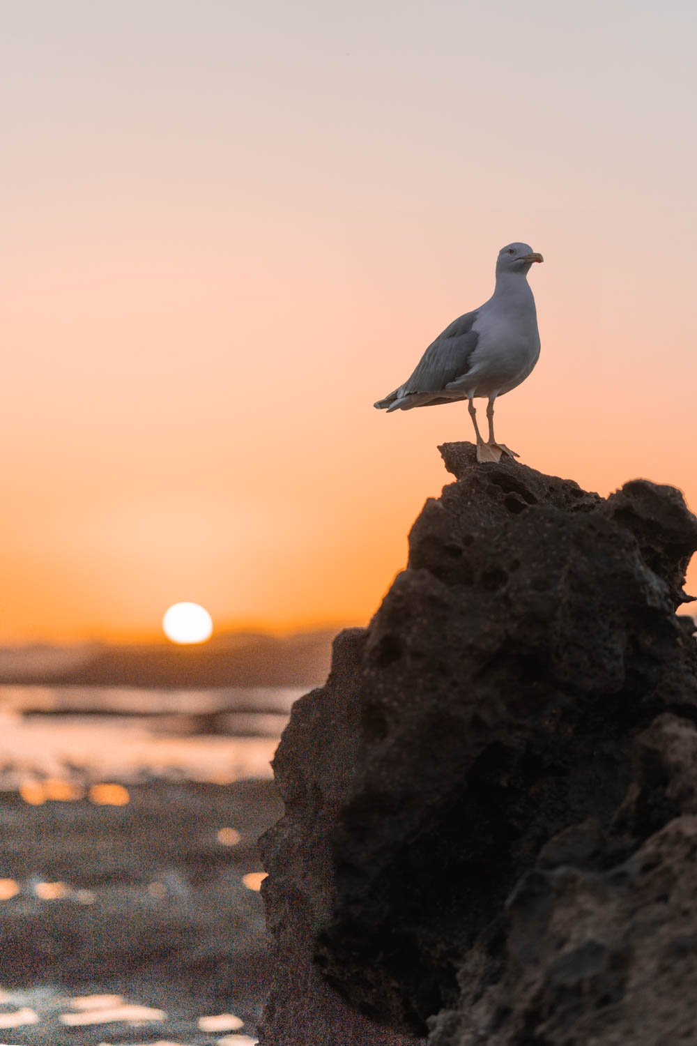 Sunset in Essaouira with Seagull.jpg