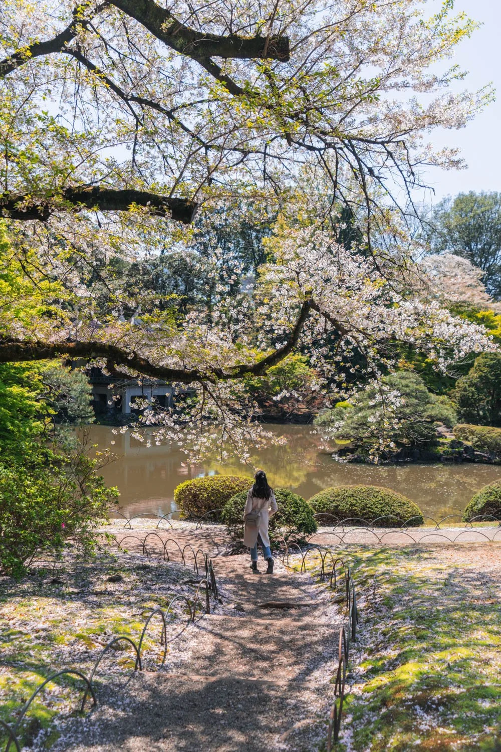 Shinjuku Gyoen.jpg