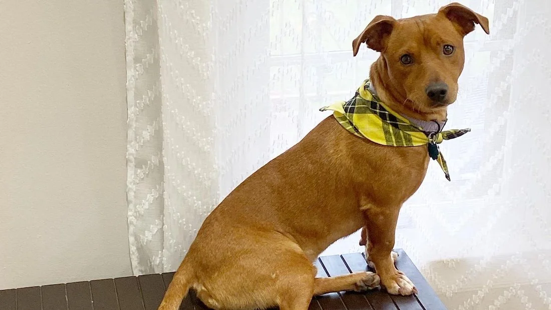 Breaking Pup Is Hard To Do