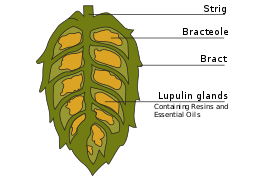 Cross section of a hop cone showing the lupulin glands.