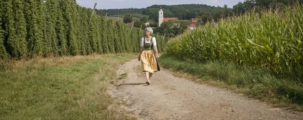 Hallertau region in Germany where one of four noble hop varieties originate