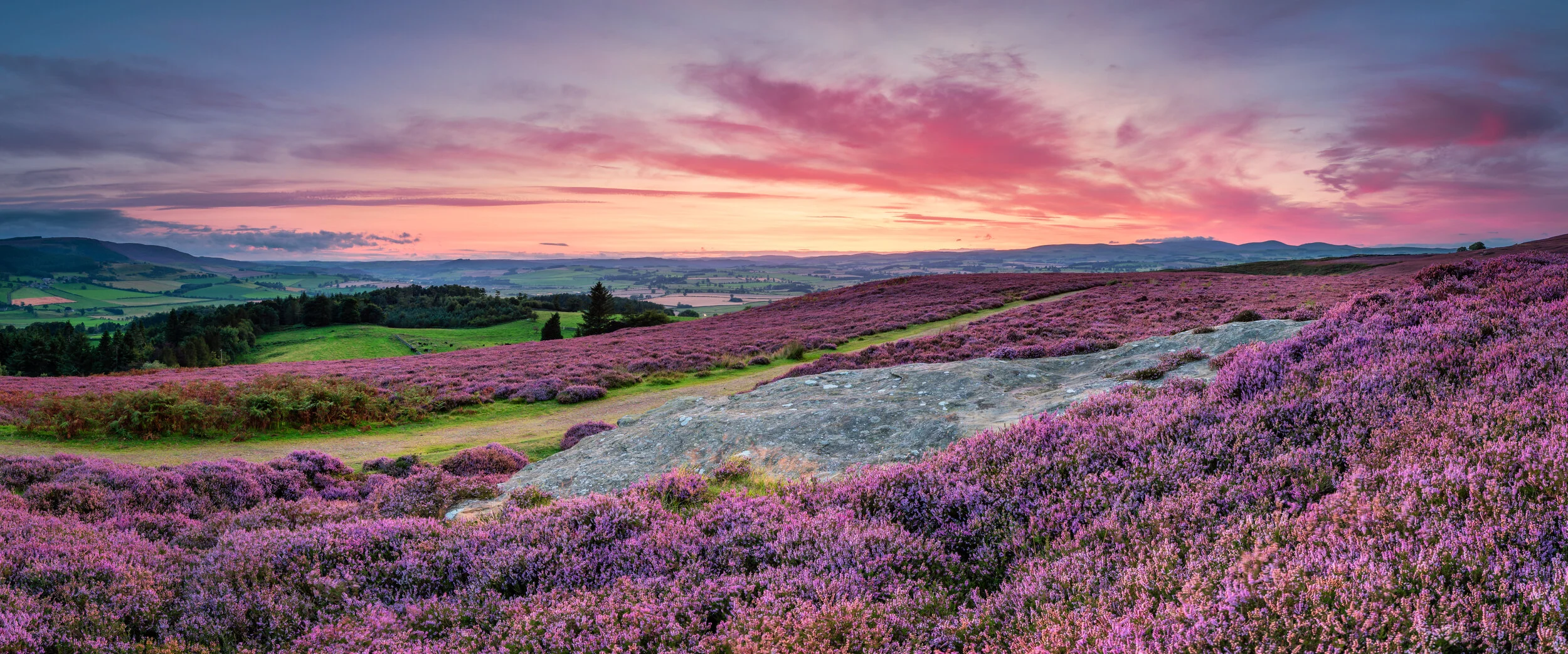 Fields of Scottish Heather growing along the hillsides. An important part of a recipe worth taking to the grave.
