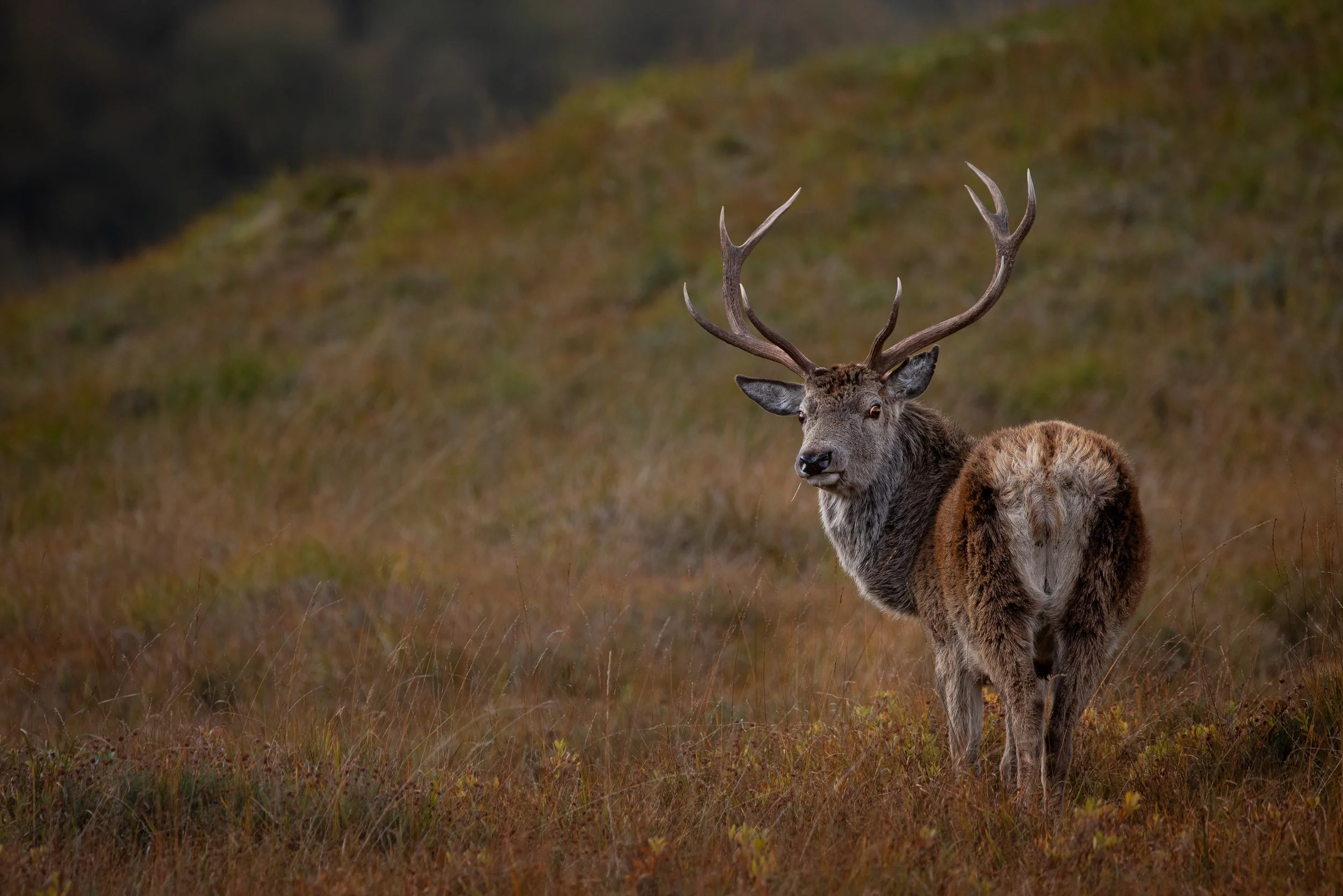 Autumn is upon us and with it brings the rut.