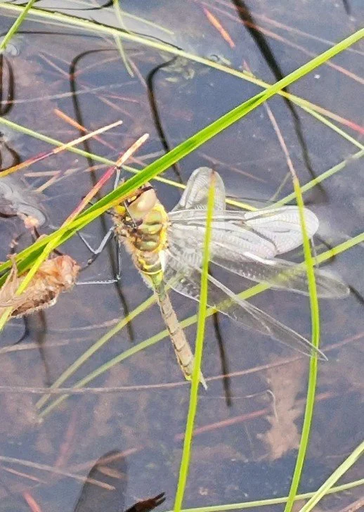 A positive update from Pat Batty of the Dragonfly Society (BDS)