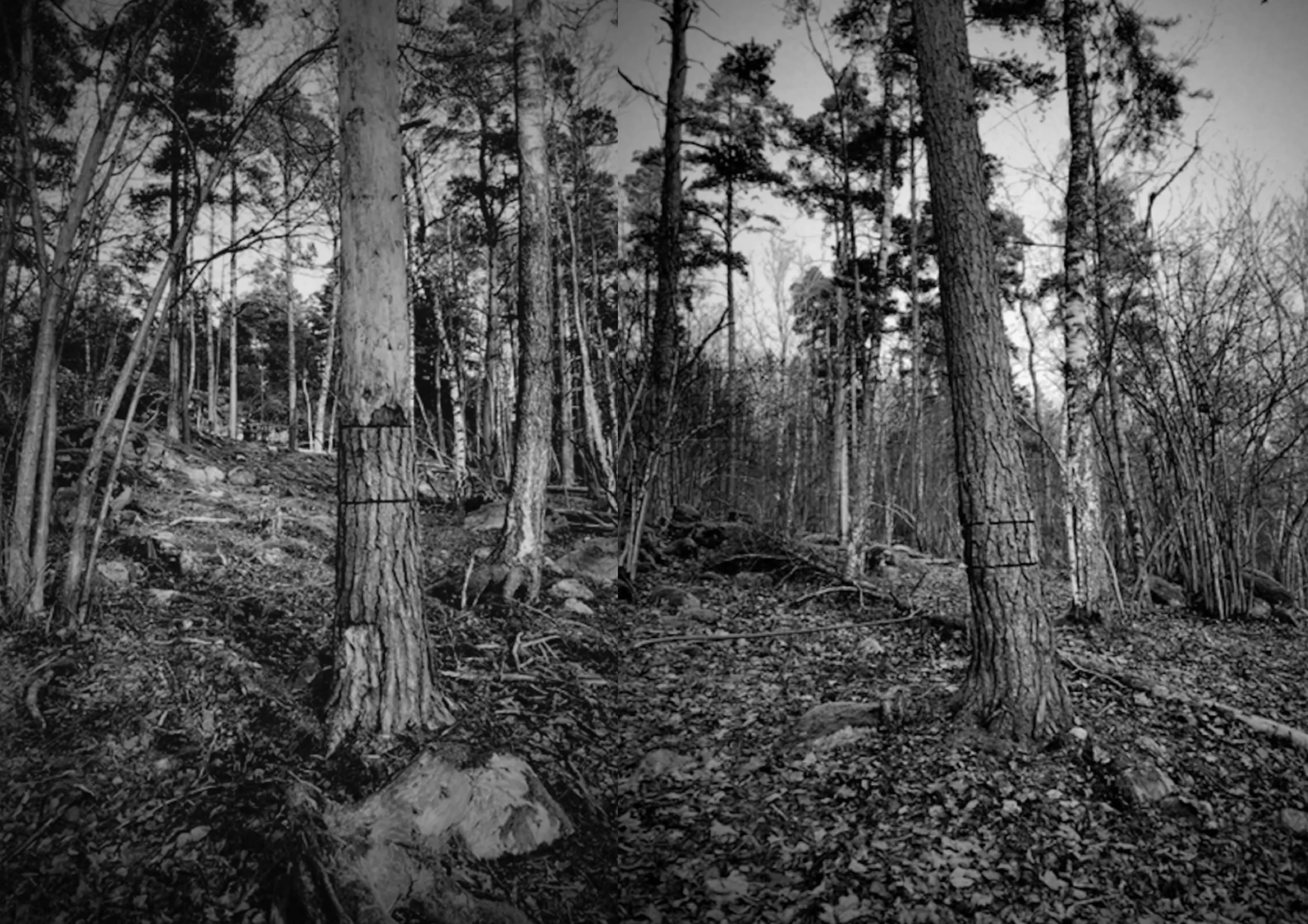 själö & trees SCRYPTH XI master-images-1.jpg