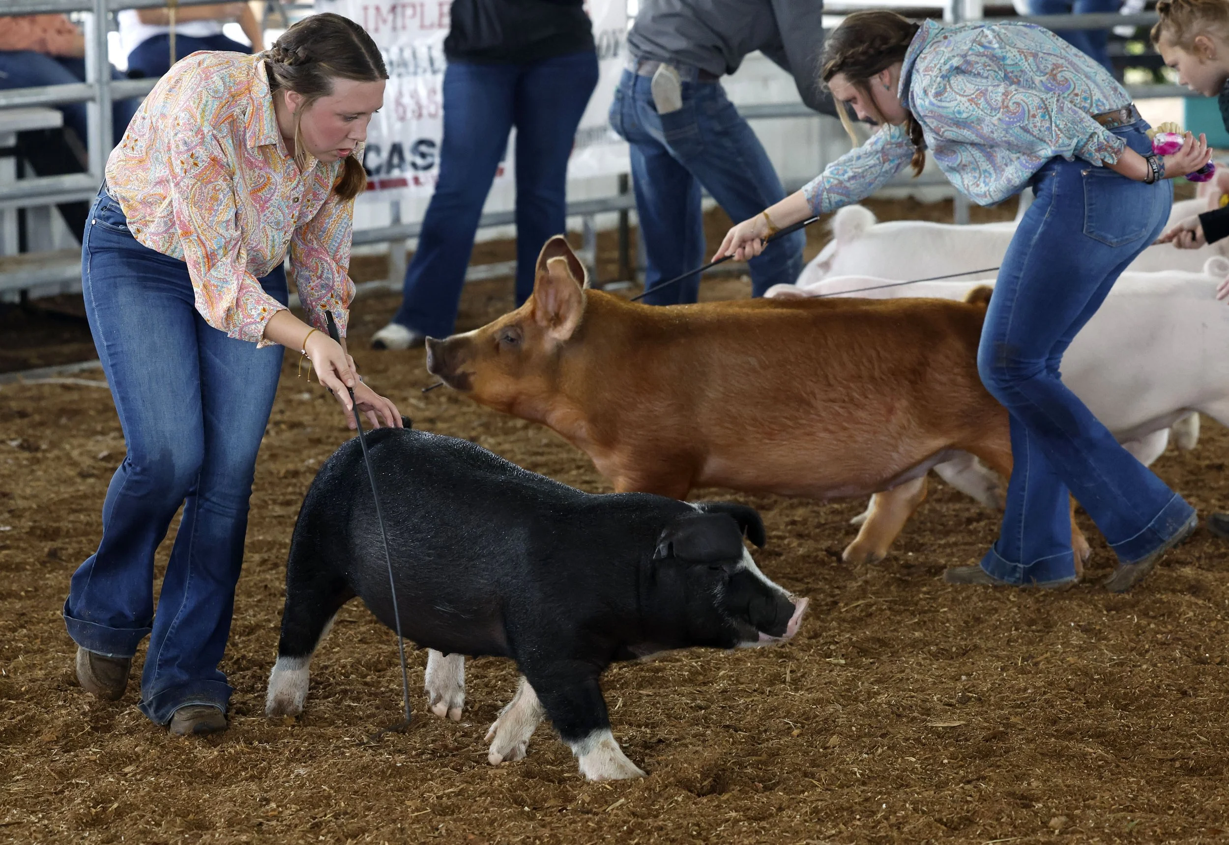  Bailey Shields, left, and her twin sister Jordan Shields, right, show their pigs Patty, left, and Tammy, right, at the Troy FFA Preview Jackpot Show on Saturday, June 1, 2024, at the Lincoln County Fairgrounds in Troy, Mo. The girls competed as part