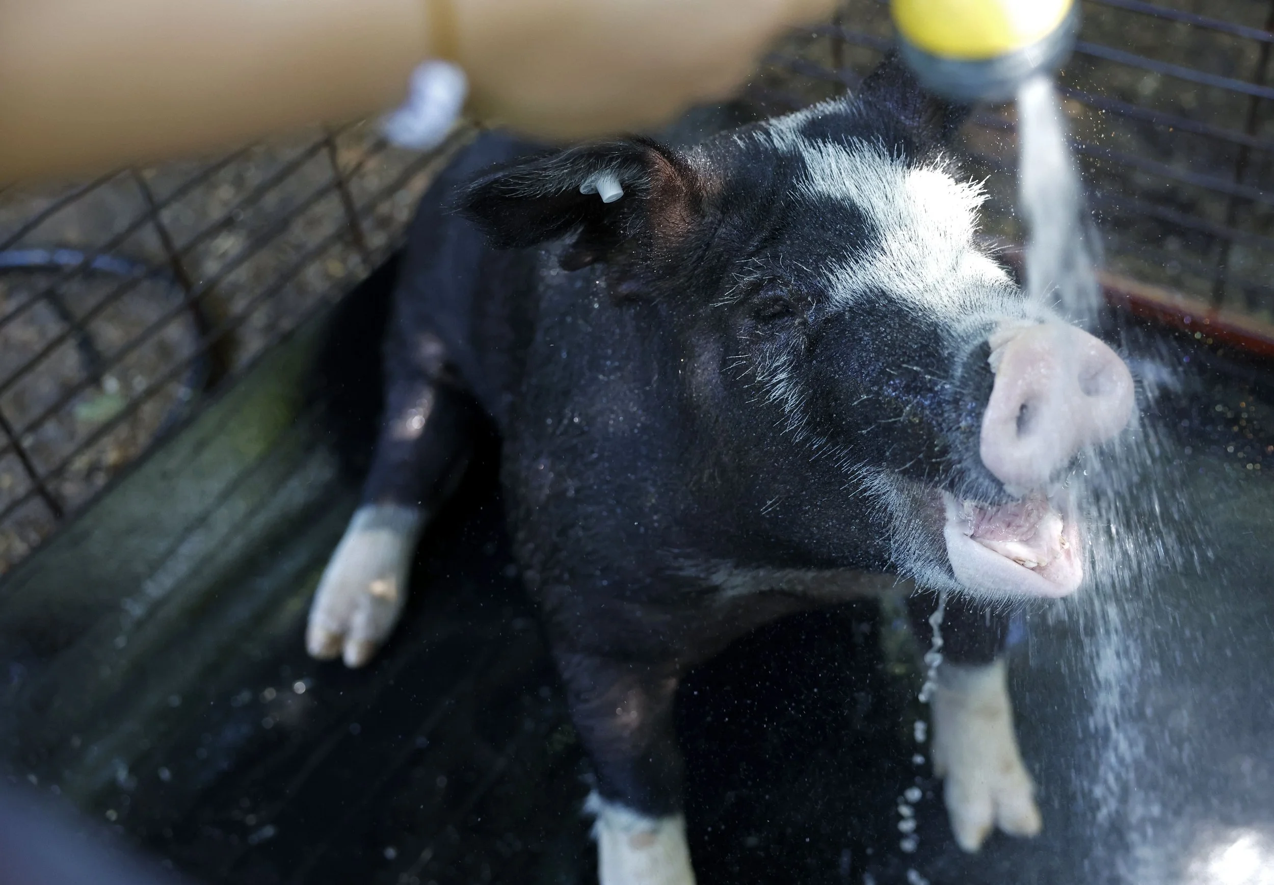  "She loves the water," Bailey Shields says as pig Patty takes a drink of water while getting a bath Friday, June 14, 2024, at Shields' family farm in Winfield. The pigs are bathed every other day.  