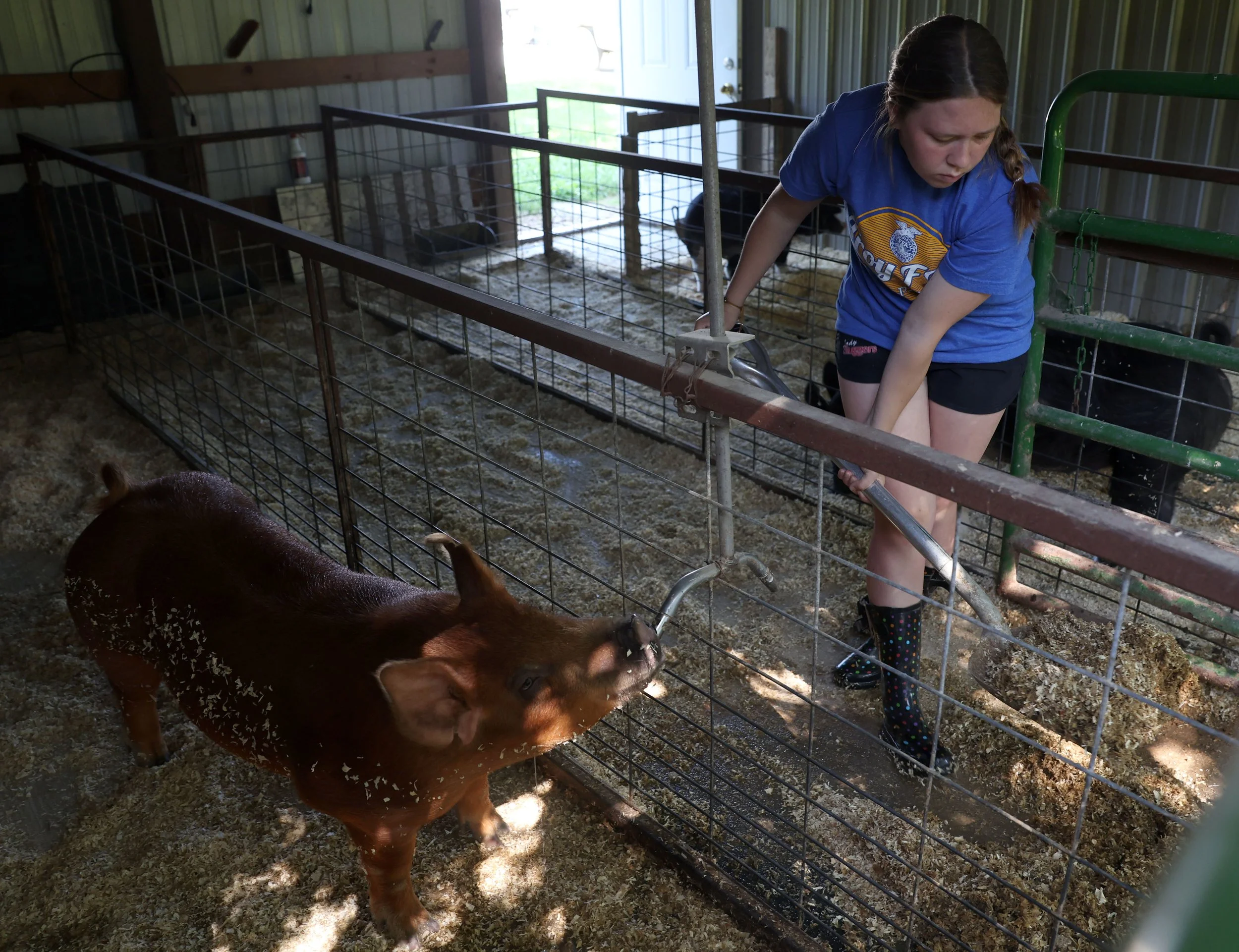  Bailey Shields cleans out a pig pen as pig Tammy takes a drink Tuesday, May 28, 2024, at her family farm in Winfield.  