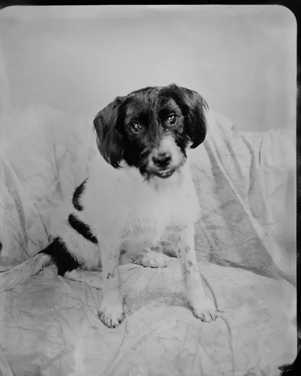 Pet Pop-Up | July 25th. 2026