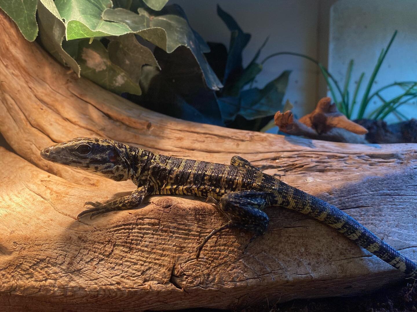 Need something to do on this rainy day? We got two adorable golden baby tegus in today! Come check these sweet little things out yourself!
.
.
.
#tegu #lizard #reptile #golden #aquariumworldlafayette #lafayette #indiana #aquarium #fish #saltwater #fr