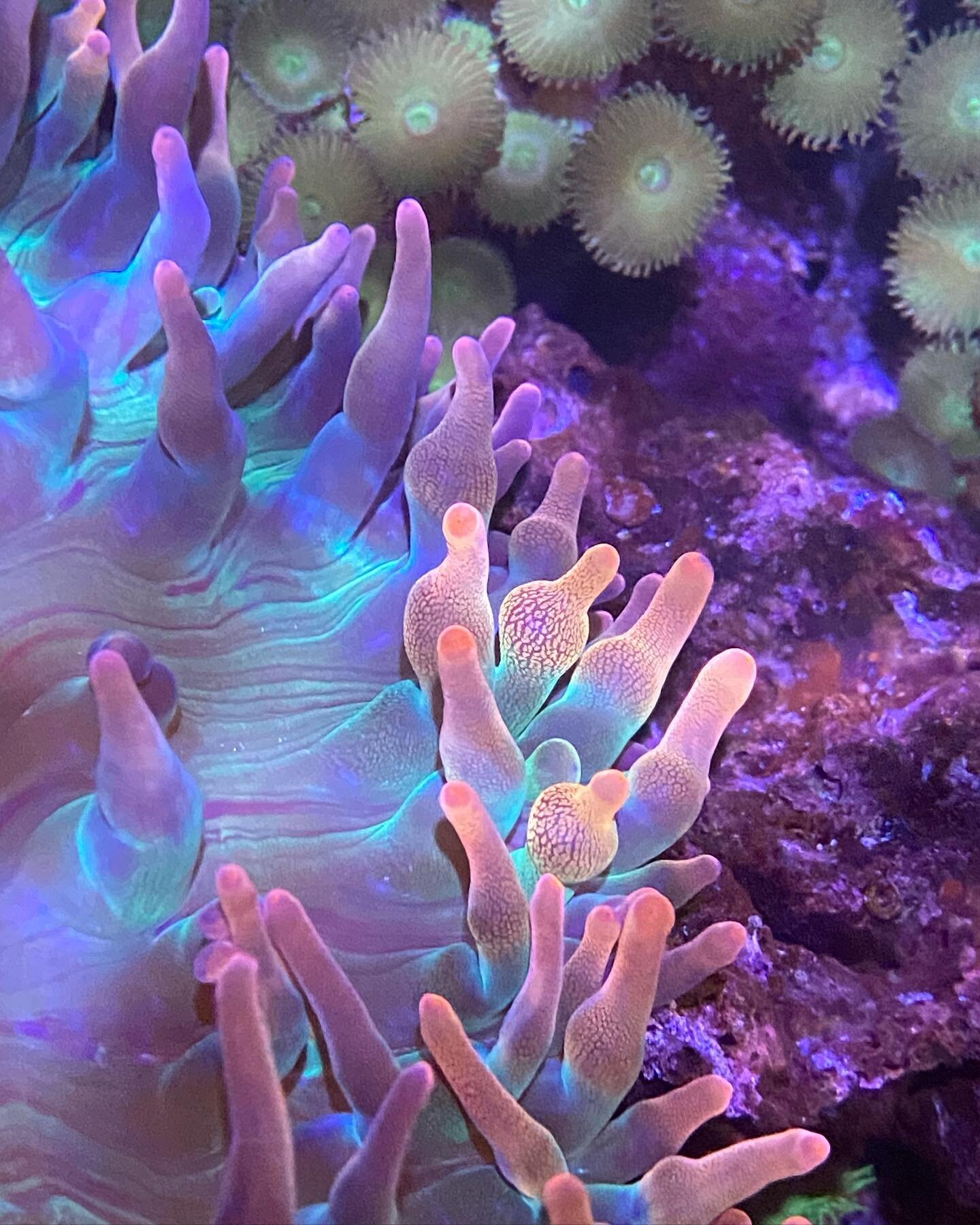 One of our rainbow bubble tips from the 220 display were showing us all the colors today. 🤩
.
.
.
#rainbowbubbletip #bubbletip #anemone #aquariumworldlafayette #lafayette #indiana #aquarium #fish #saltwater #freshwater #aquaticlife