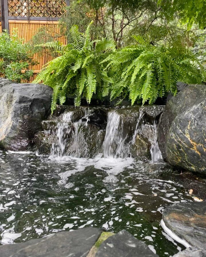 Sending a huge thank you to Dick Thomas for letting us go on a little field trip to his home to see his koi pond and give us a tour of the filtration housing! The deepest part of the pond was 8 feet with koi weighing up to 30 pounds! It was an incred