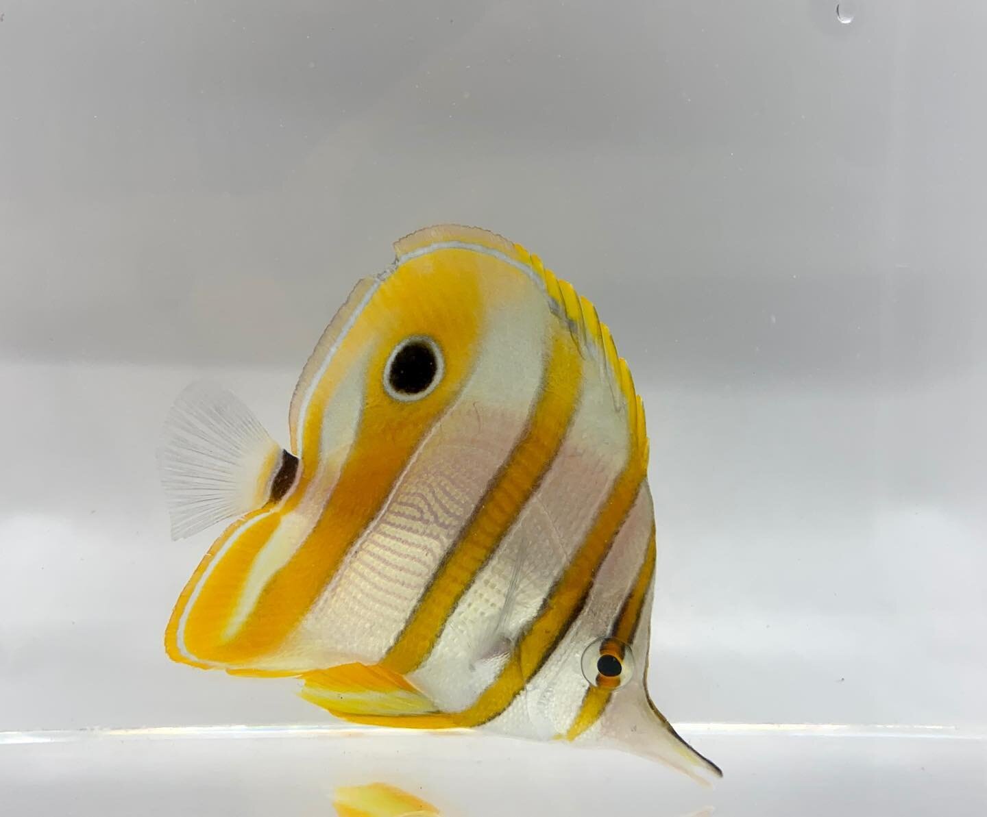 Have you been into the store lately to see what we&rsquo;ve gotten in? Here&rsquo;s a sneak peek at some of the unique salt water fish! Visit our Facebook for the full post! 
.
.
.
#copperbandbutterfly #morishidle #goldrimkoletang #koletang #bristlet