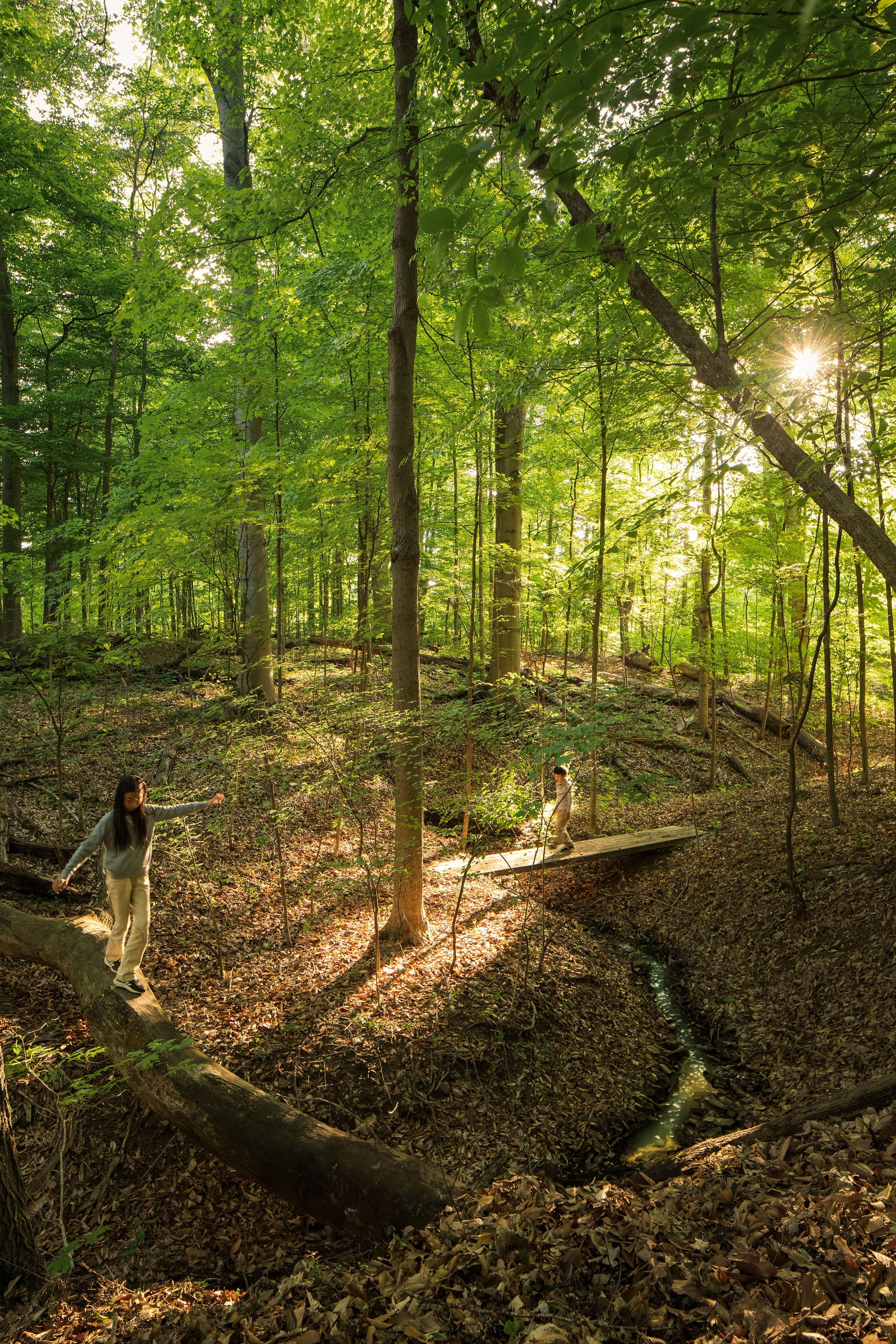 Two children walking across a small wooden bridge in a lush green forest with tall trees and sunlight shining through the leaves.