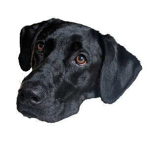 Close-up of a black dog with brown eyes, looking at the camera.