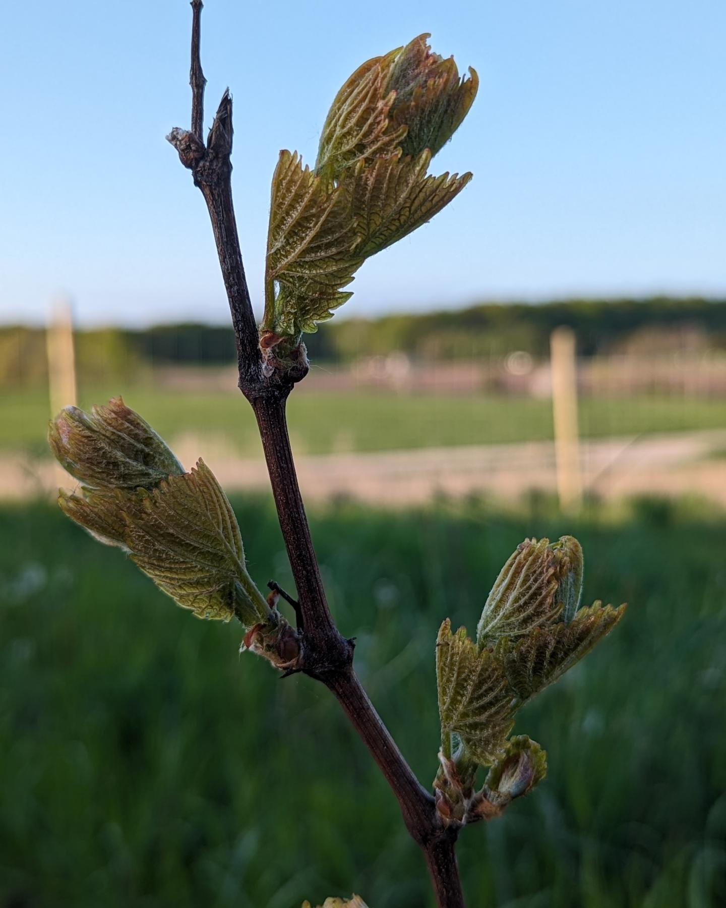 Bud check!&nbsp;

We saw bud break on all of our hybrid varieties by May 10 and as of this week, all of our vinifera varieties are pushing too.&nbsp;

In order, roll call...

1. Muscaris

2. Osceola Muscat

3. L'Acadie Blanc

4. Riesling&nbsp;

5. Bl