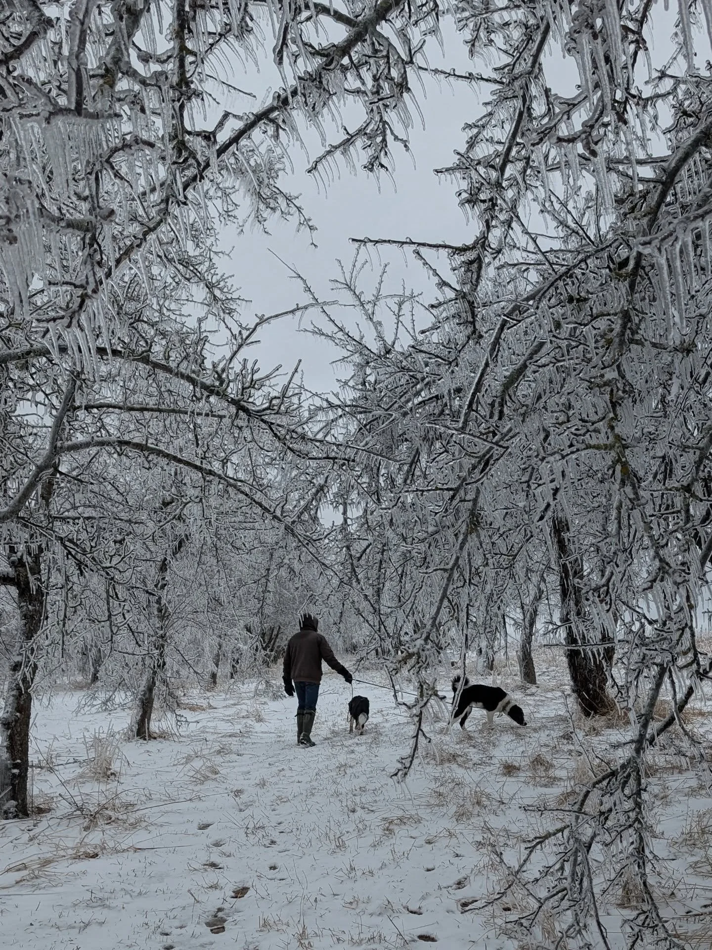 It was a rough year for our estate apples.&nbsp;

Between the ice storm in March which damaged limbs &amp; took down a handful of trees, and the cool spring which resulted in poor pollination, we had a pretty small crop of apples.&nbsp;

We managed t