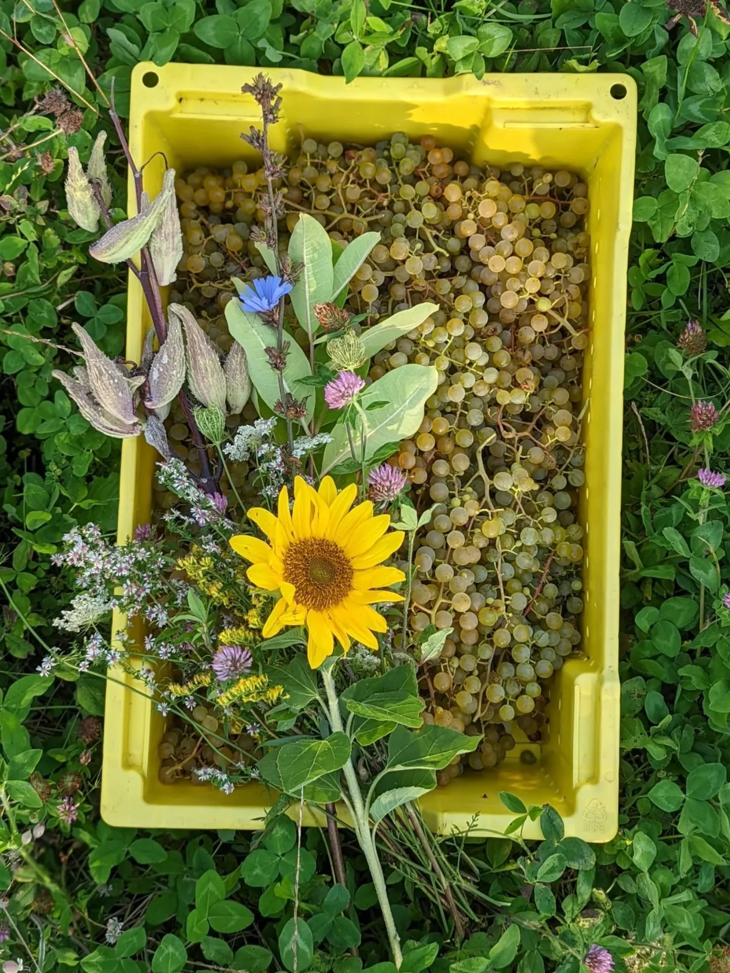 In 2025 we received USDA National Organic Standard Certification for our estate grapes, apples and pears through the Midwest Organic Services Association (MOSA). Following USDA National Organic Standard, we completed and documented 3 years of organic