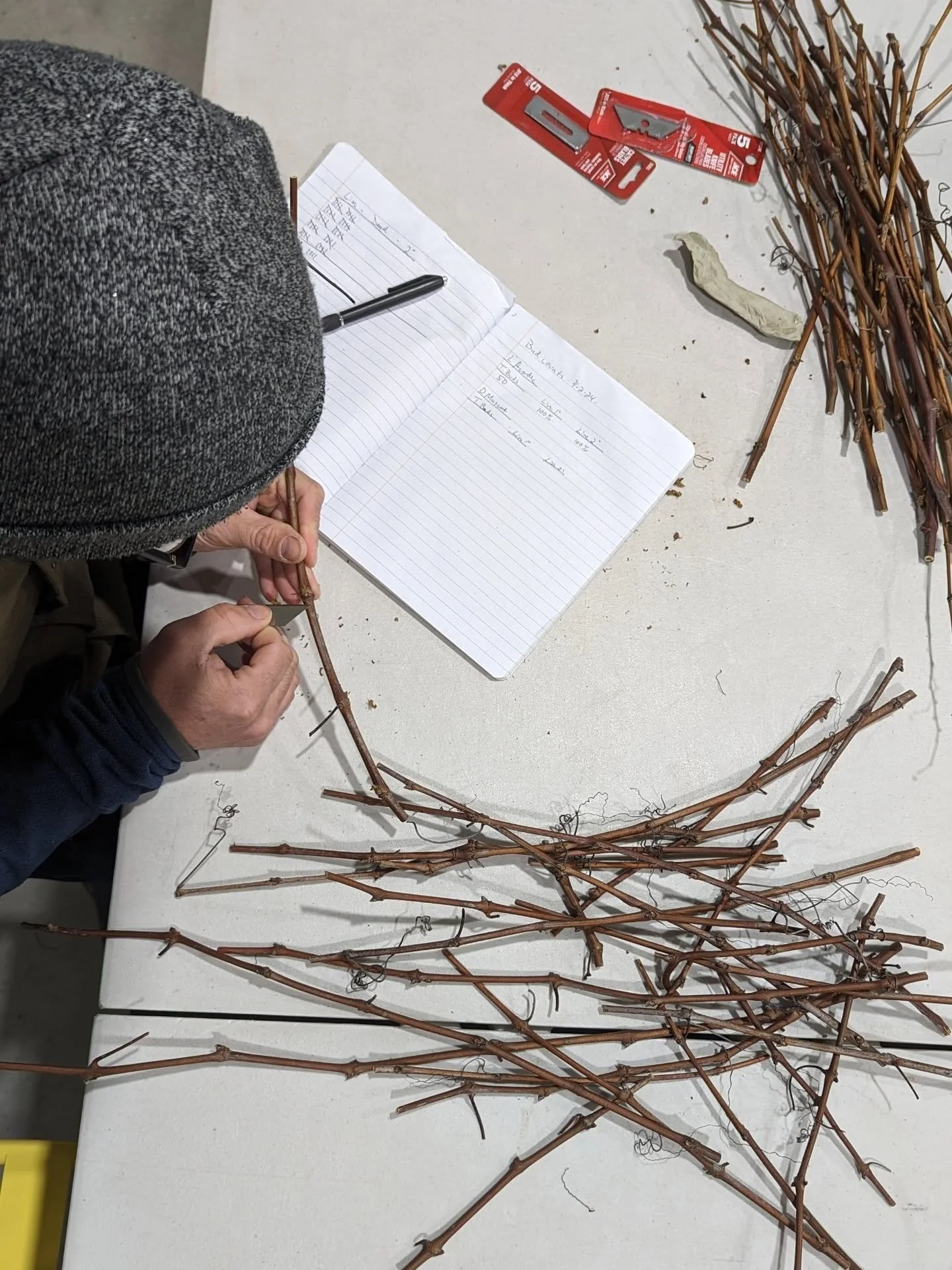 Derrick recently performed&nbsp;bud dissections to see how the vines fared this winter. He took a sampling of cuttings from each grape varietal and sliced open approx. 100 buds each to see how many are alive.&nbsp;

The green tissue, like you can see