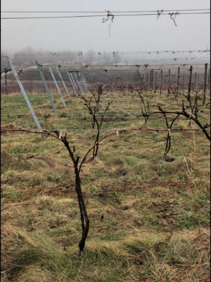 The in between 🌱

Sound on 7 for a red wing black bird party