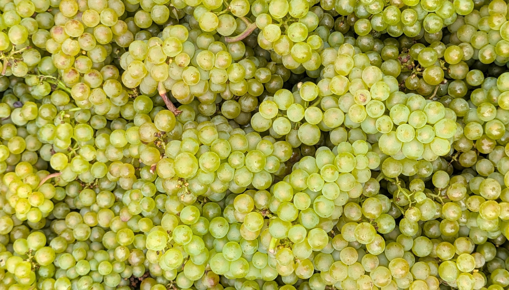 Riesling Release Party &amp; Venezuelan Pop-Up