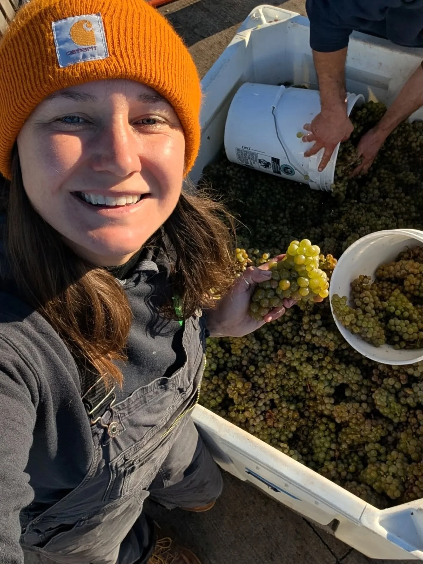 The new vintage of Row Boat Riesling is here!

This is our 5th vintage working with Riesling from the Altonen Vineyard in Antrim County. Consistent in its pronounced aromatics and bright acidity with notes of apple and ripe lemon, this wine reminds u