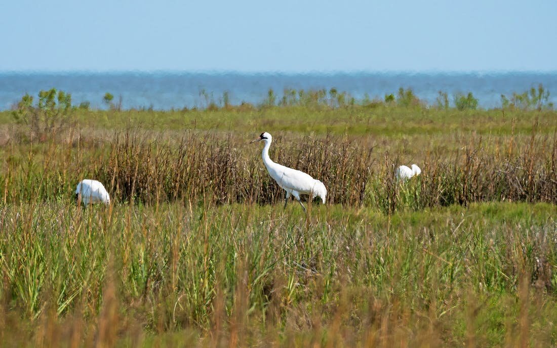 Whooping Cranes Are Nesting in Texas for the First Time in Over a Century —  Skowhegan Bird (And Nature) Club