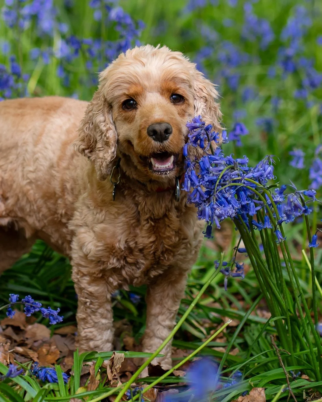 Kicking the week off with some bluebell magic! ✨