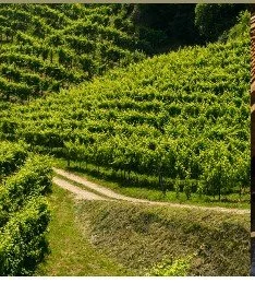 Veneto & Alto-Adige Five Course Wine Dinner featuring Santa Margherita Italian Wines