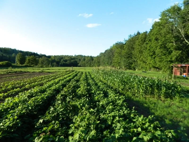 Four Course Farm to Fork Margarita &amp; Latin Lunch to support Stonewall Farm