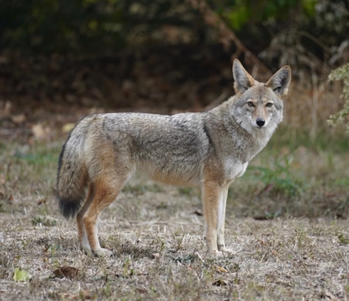 Coyote Awareness Week At Kids Empathy Library