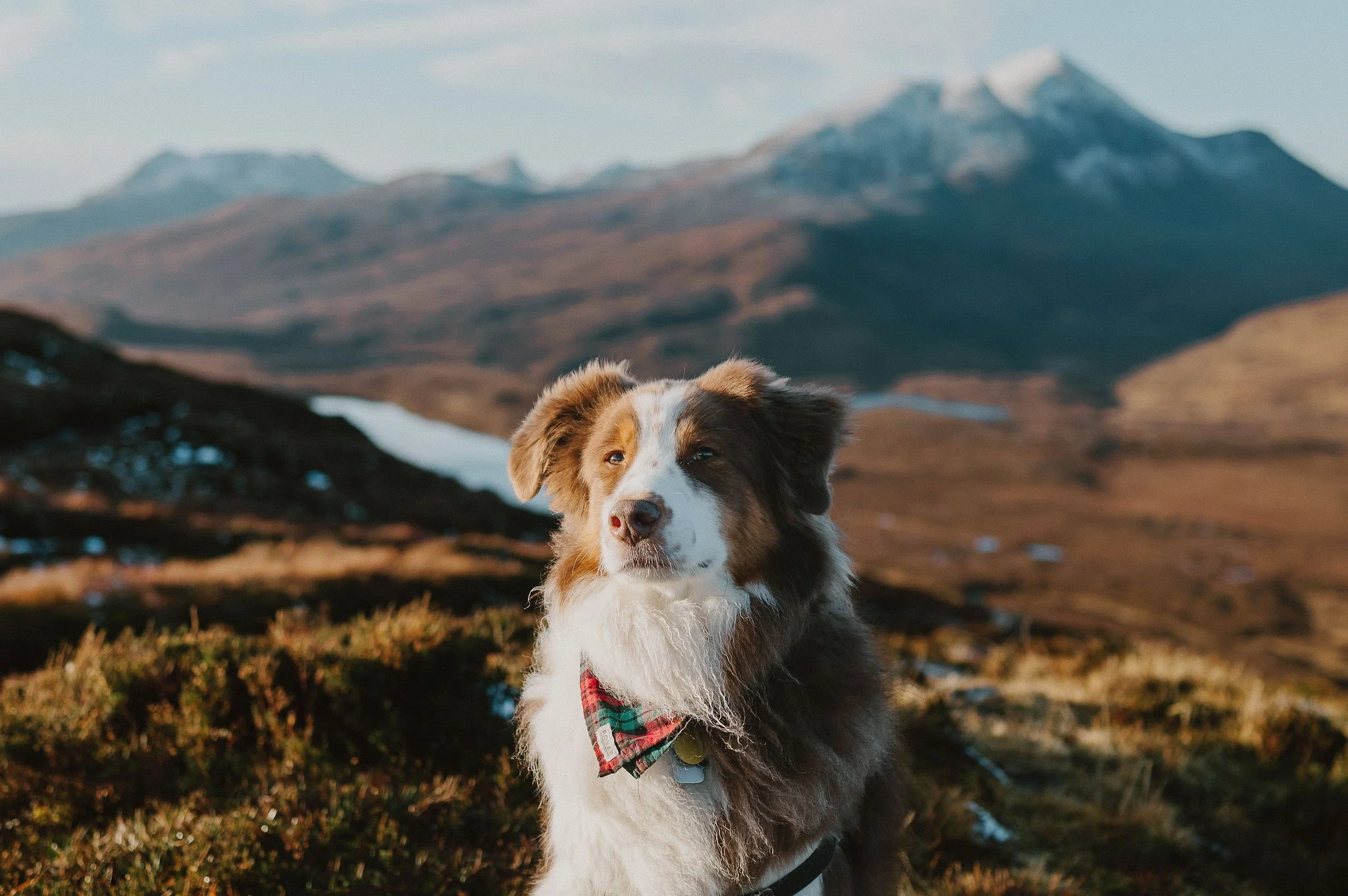 An Australian Shepherd dog with a brown, white, and black coat, wearing a red plaid bandana, outdoors in a mountainous landscape with snow patches and a cloudy sky.