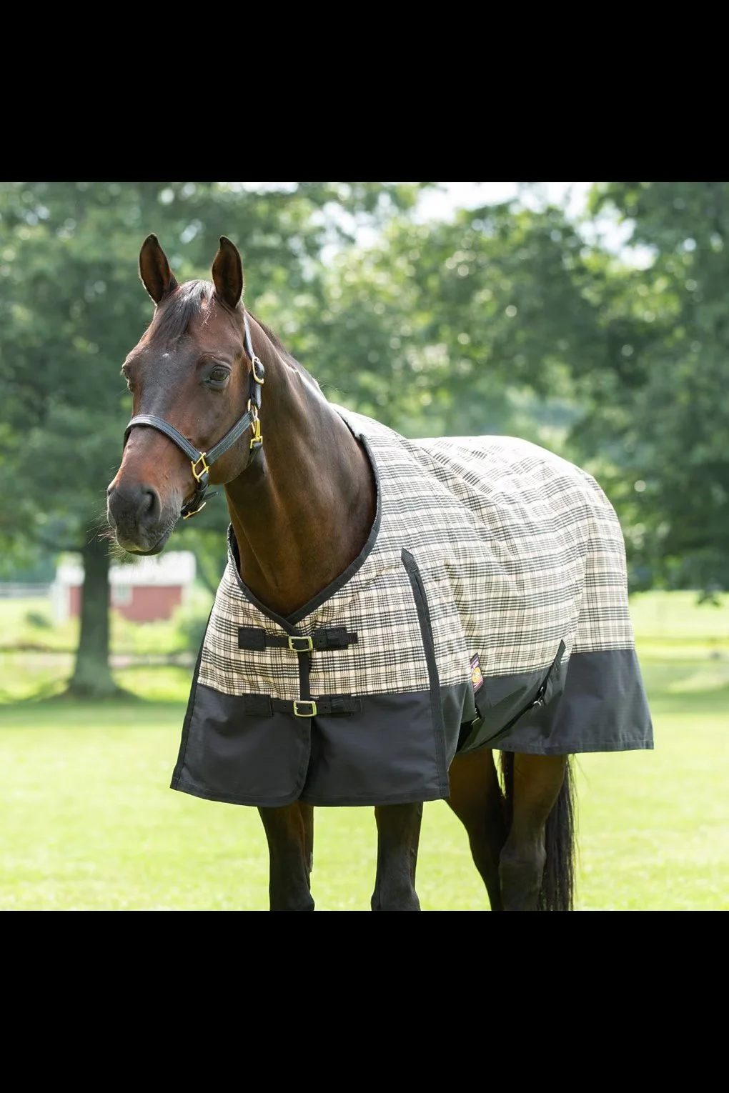 5/A Baker Black Label Turnout Sheet In Tan Plaid - 84"