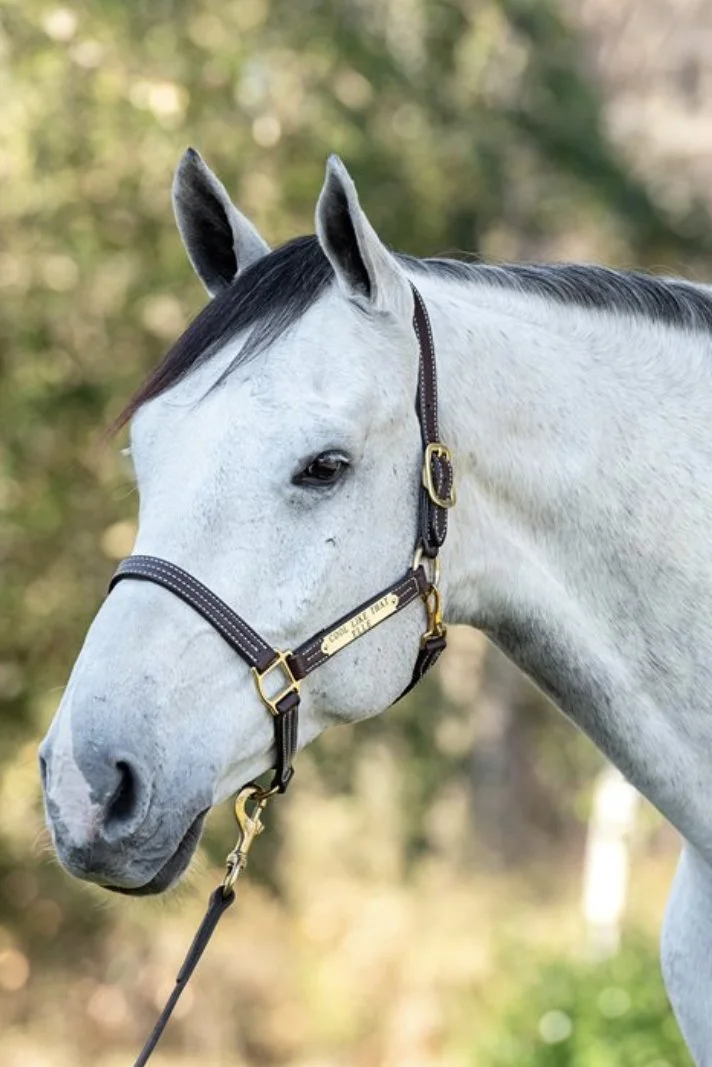 Perri's Professional Show Halter In Havana