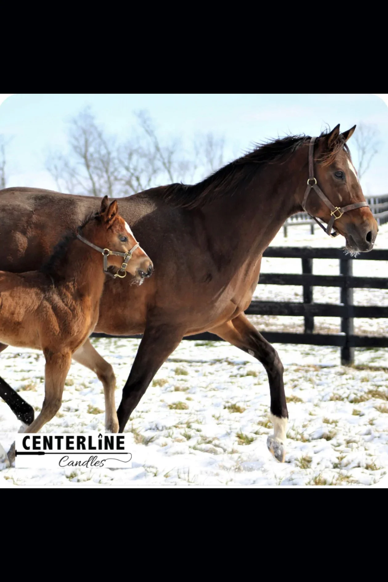 Centerline Candles Winter Gallop