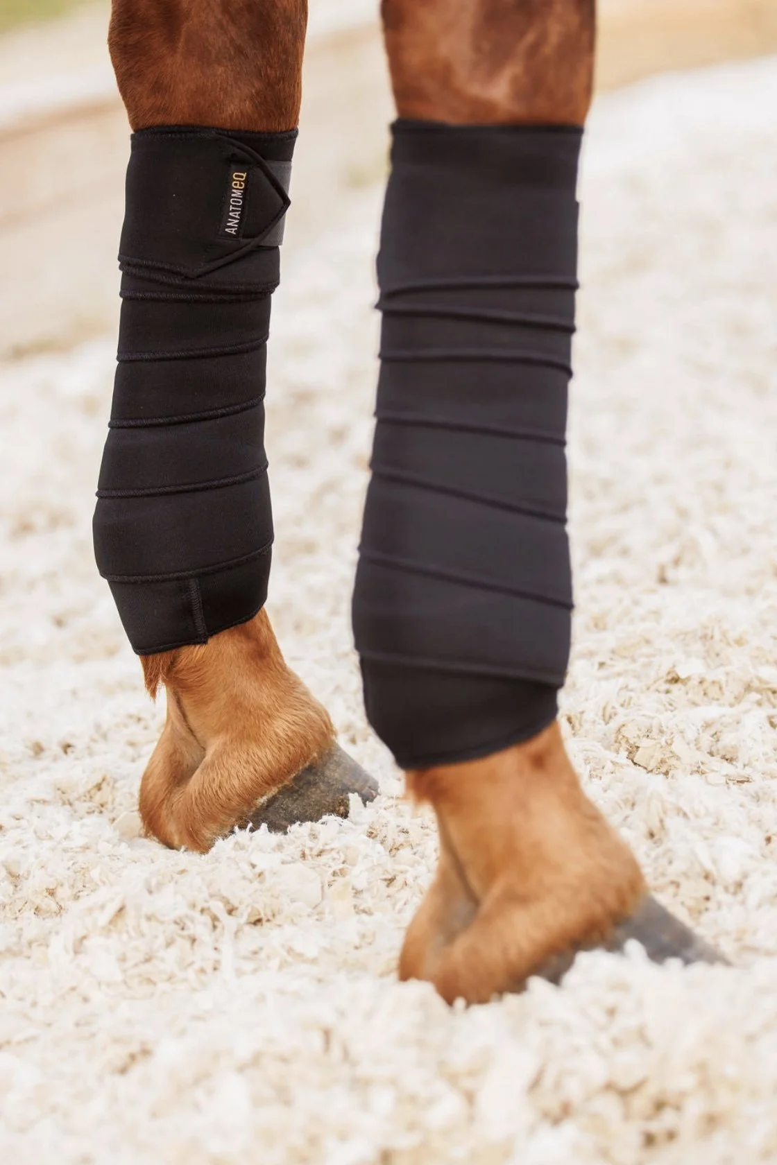 Anatomeq Equinewear Softsupport Polos In Black