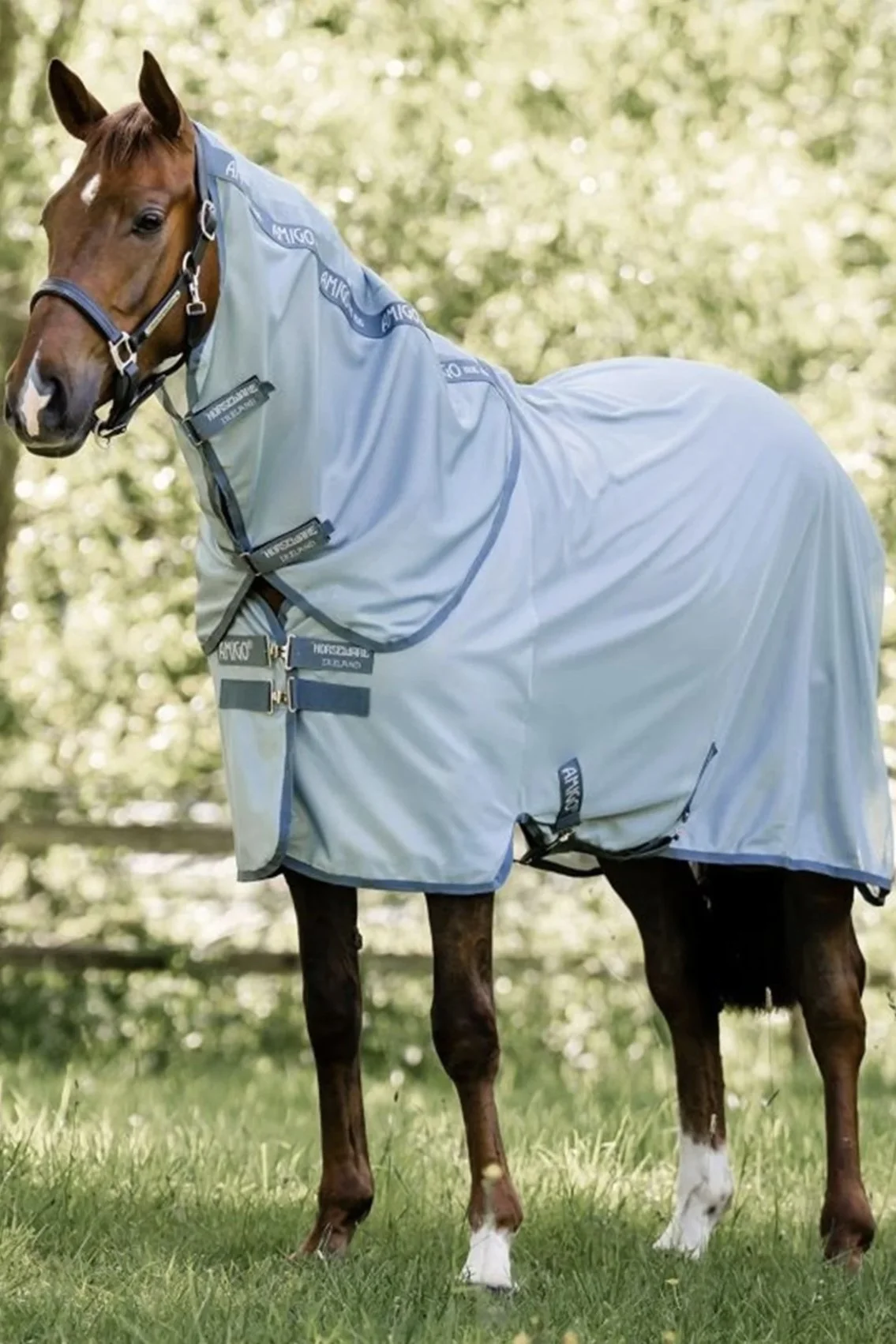 flysheet.jpg
