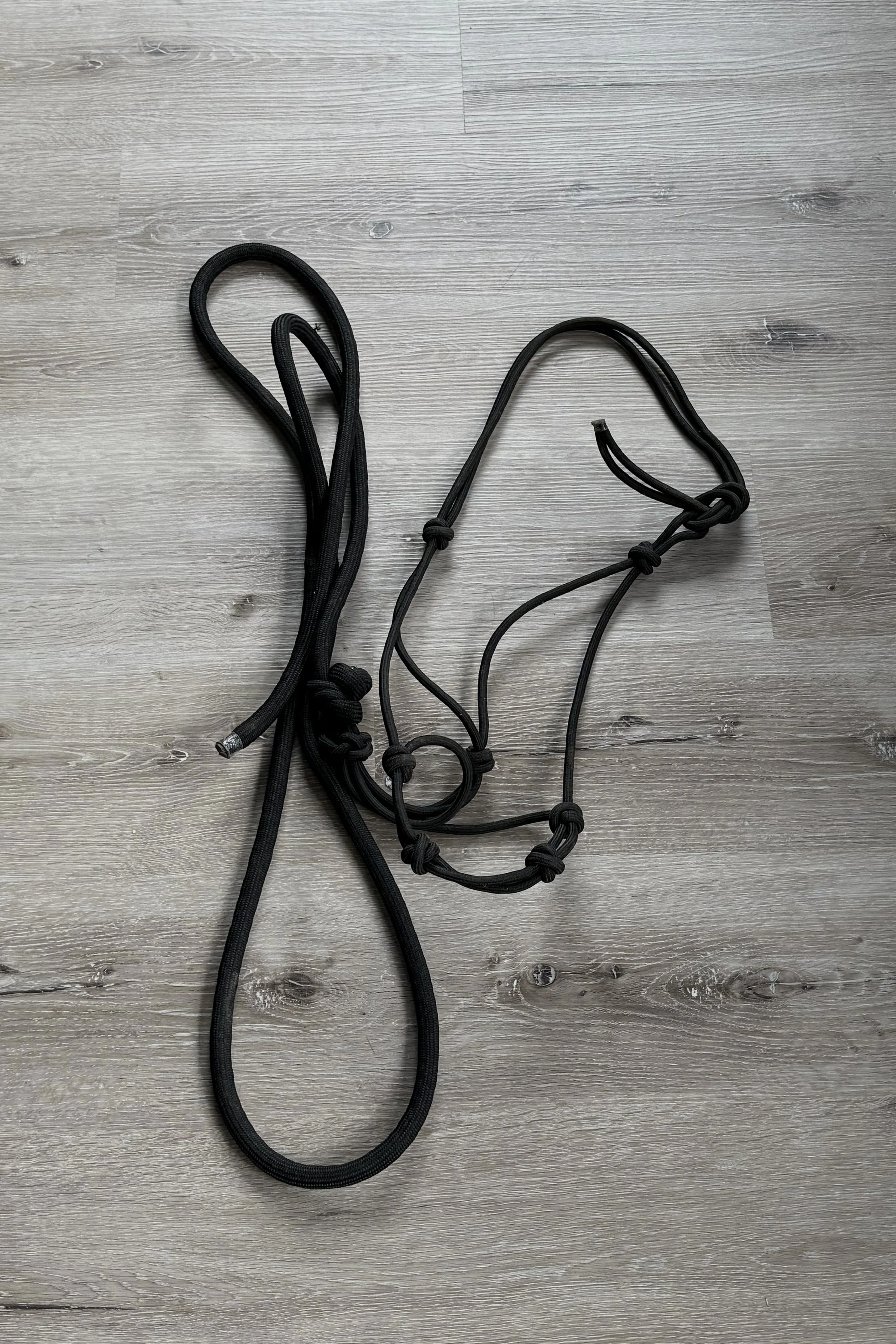 halter and lead .jpg