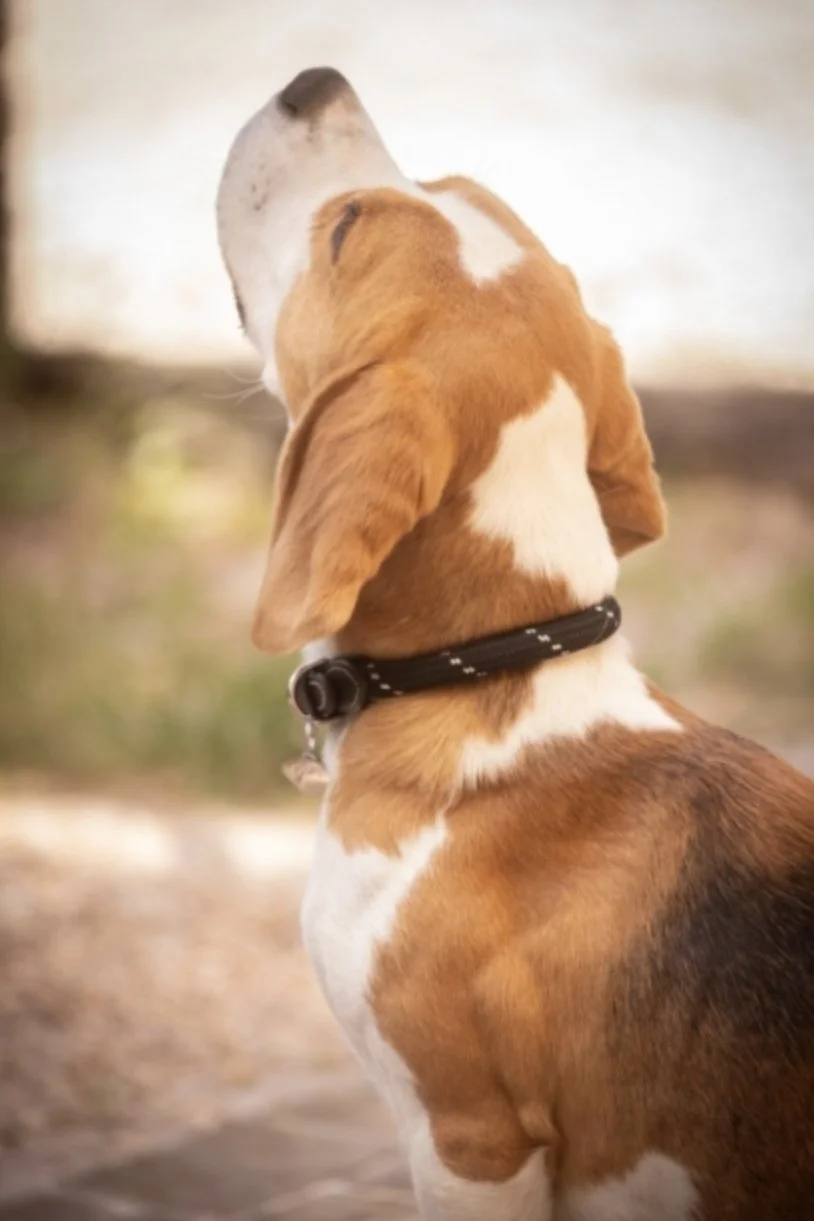 collar-1.jpg