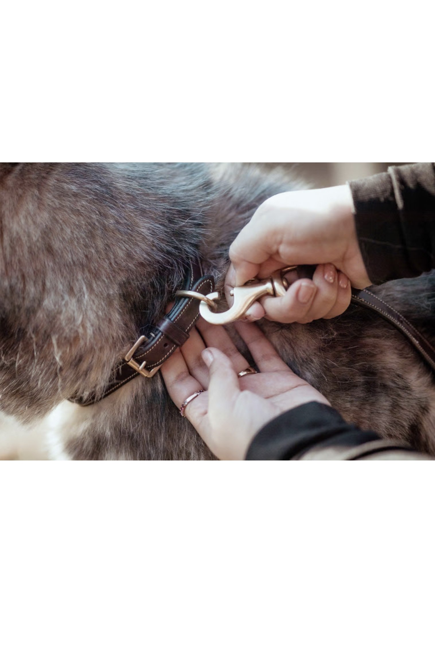 Dy'on Classic Dog Leash In Brown