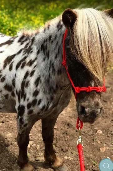 Starpoint Horsemanship Pony 4 Knot Rope Training Halter In Red - XLarge (Large Pony)