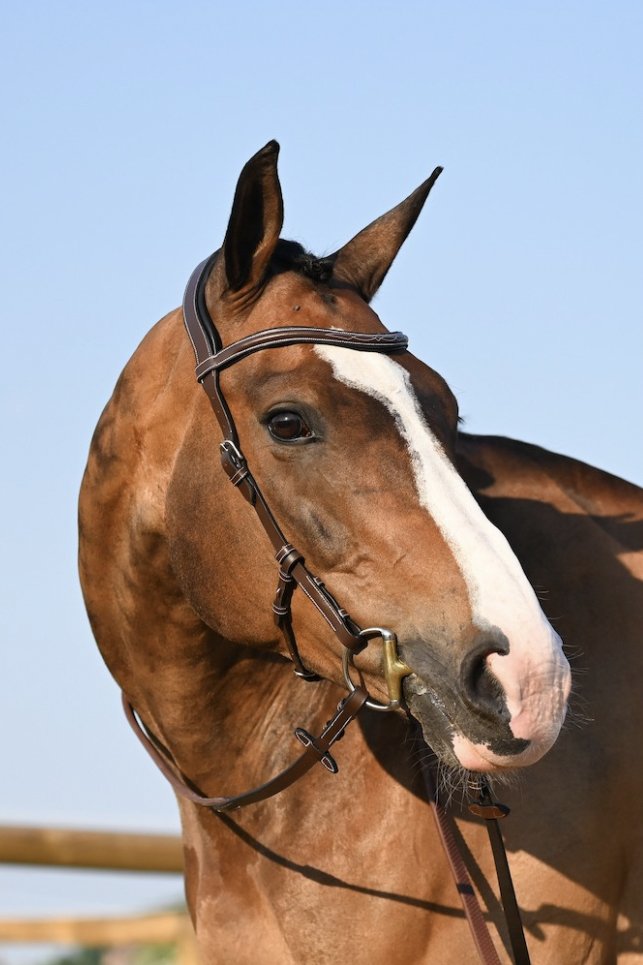 JUMP'IN Liberty Bridle In Havana - Full - 2nd Round Equestrian