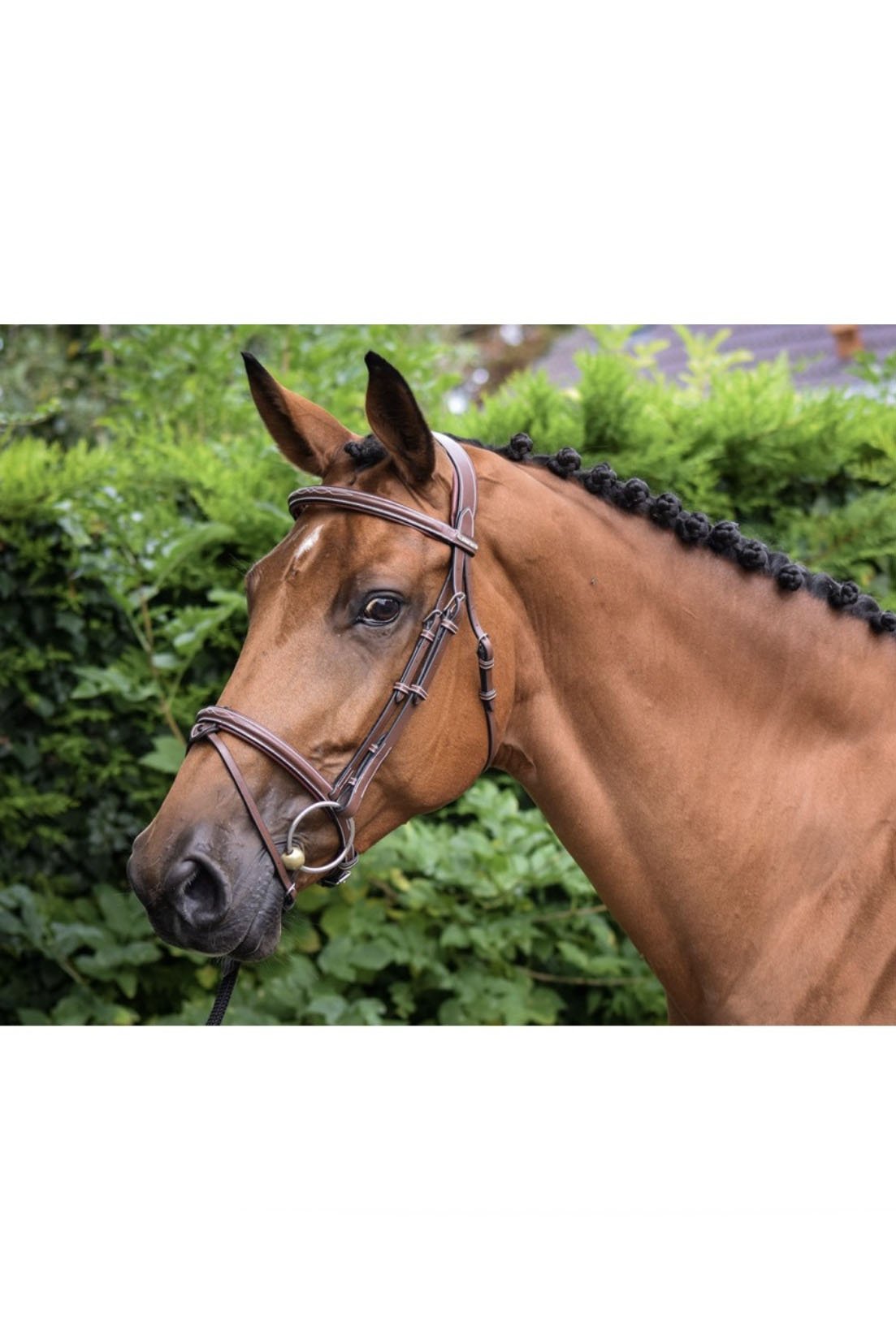 bridle-1.jpg