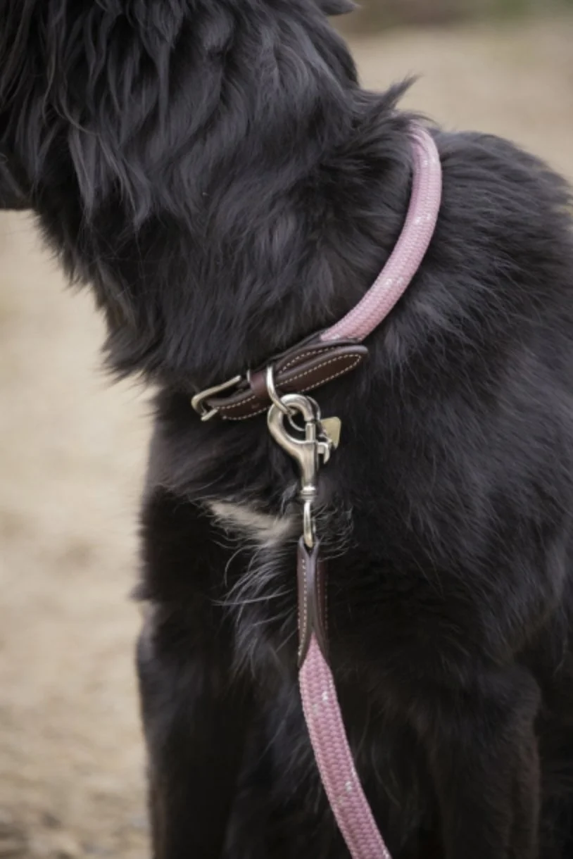 collar-6.jpg