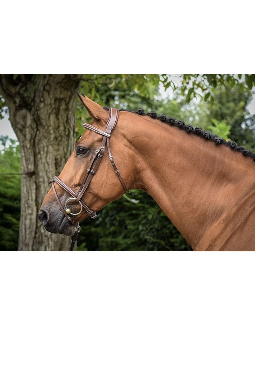 bridle-3.jpg