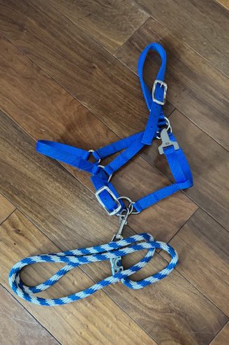 Nylon Halter With Lead In Blue - Pony