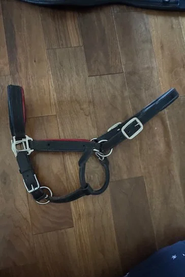 Black Leather Halter with Red and Blue Piping - Horse