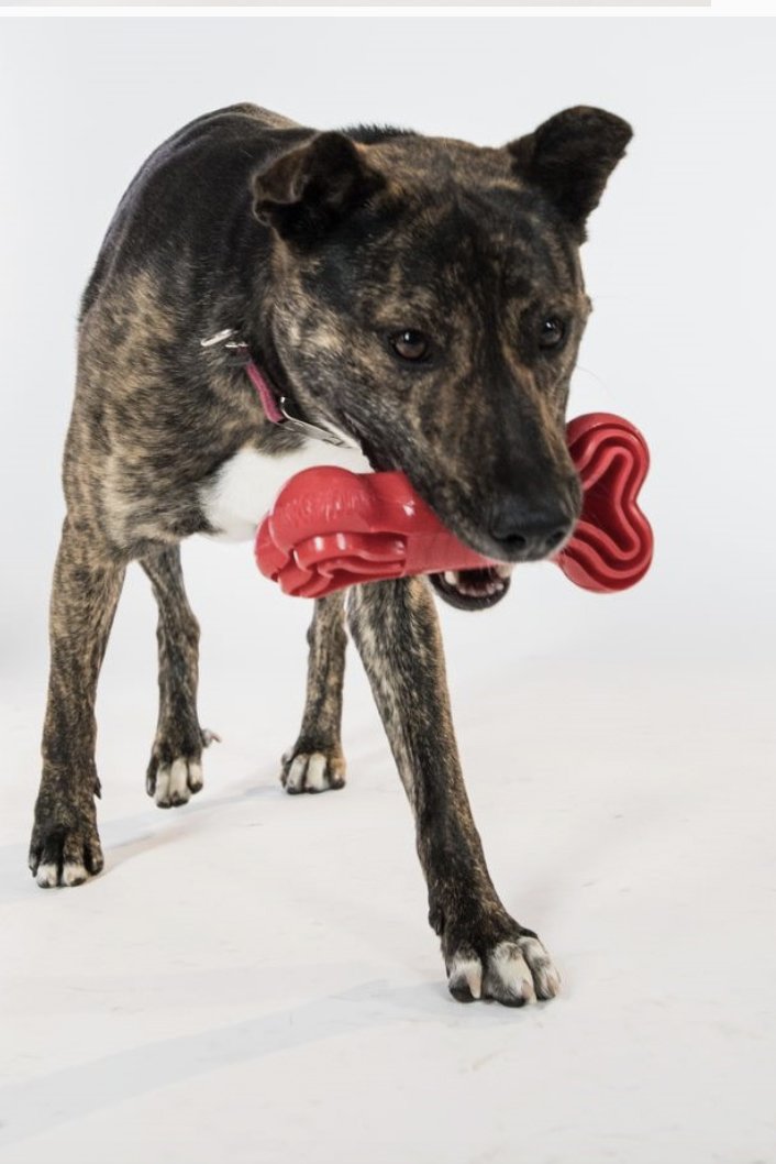 Chase 'n Chomp Treat Bone Dog Toy