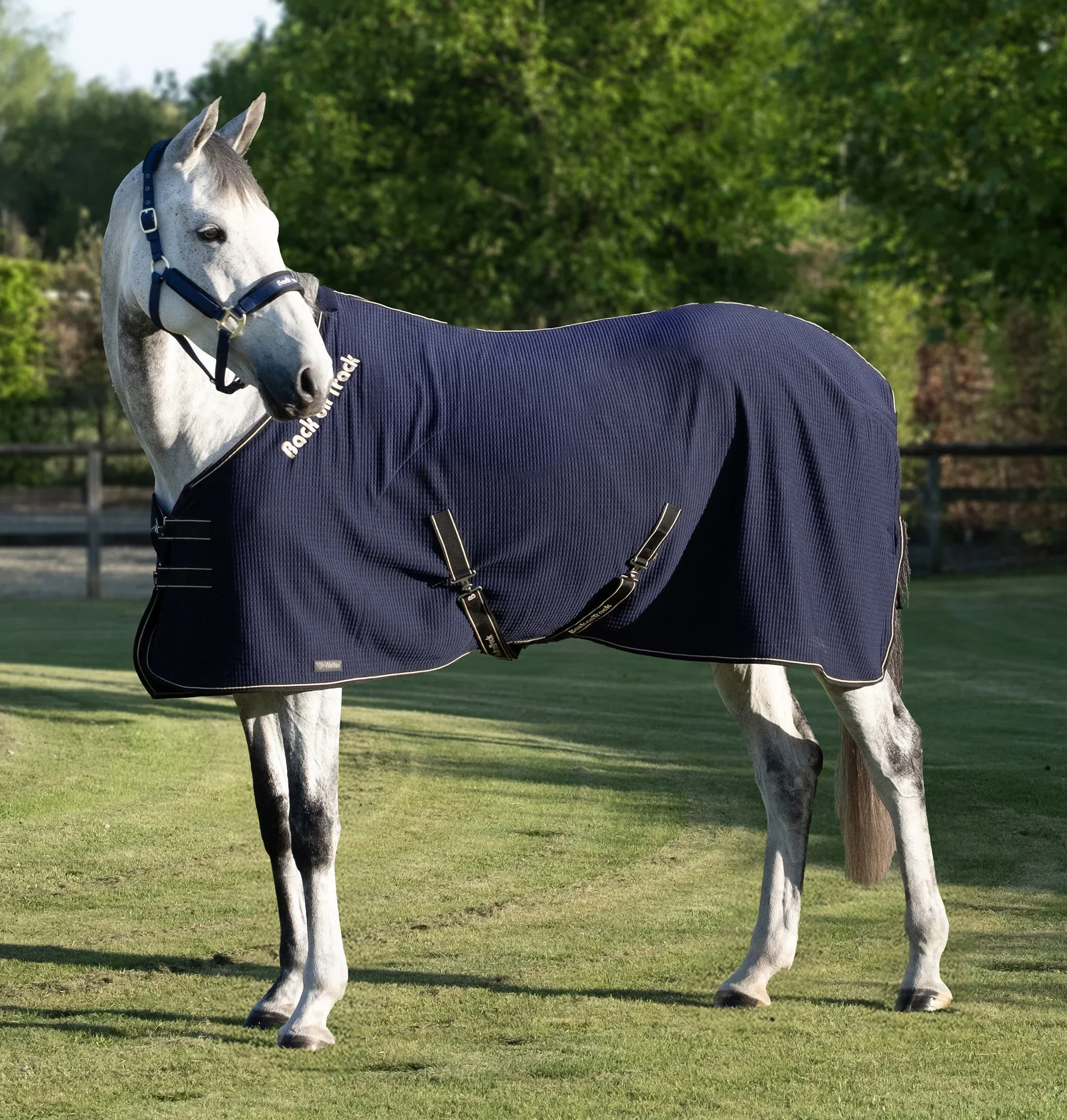 2144_Quick_Cooler_Rug_Navy_Lifestyle.jpg.webp