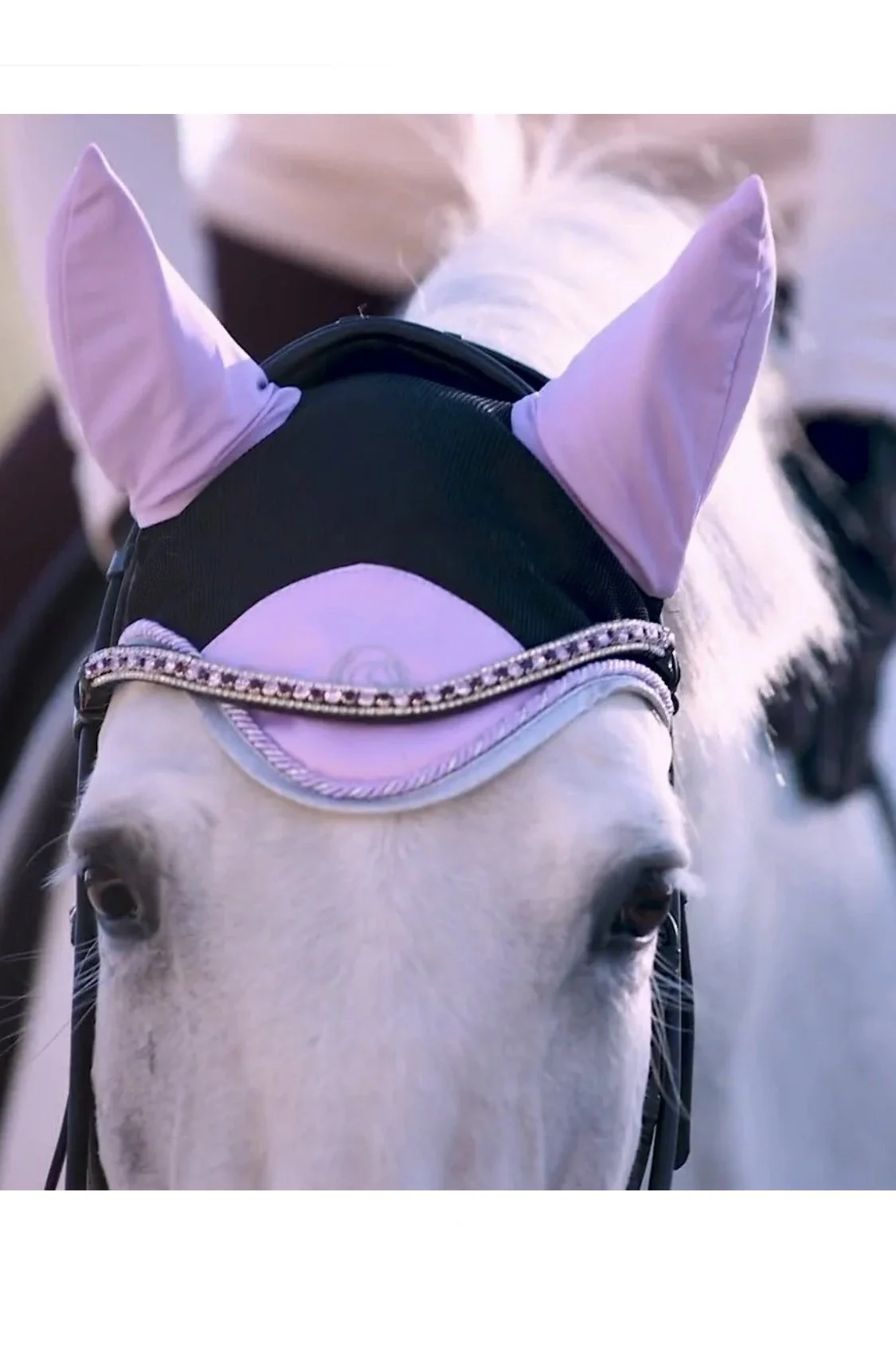 Standard Issue Equestrian Nature Collection Fly Veil In Snowdance - Full